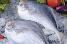 ��5��l(f��)���(d��ng)���T�l(f��)�n����