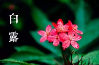 白露節(jié)氣:預(yù)防肺病保健康